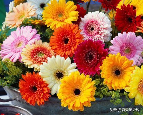 非洲菊的花语和寓意是什么