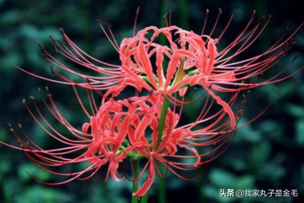 在中国彼岸花的寓意(中国彼岸花的寓意和花语)