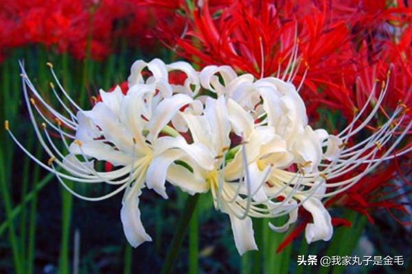 在中国彼岸花的寓意(中国彼岸花的寓意和花语)