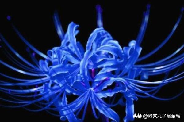 在中国彼岸花的寓意(中国彼岸花的寓意和花语)