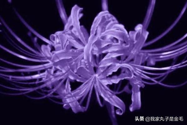 在中国彼岸花的寓意(中国彼岸花的寓意和花语)