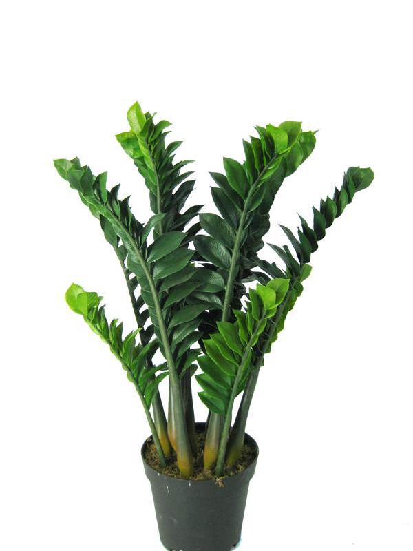 室内什么树好养活又好看（室内什么树好养活又好看耐热抗寒）