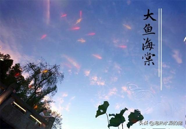 海棠的隐喻和寓意(凤凰台上绿海棠的隐喻和寓意)