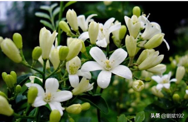 十里香花能在家里养吗(十里香适合屋里养吗)