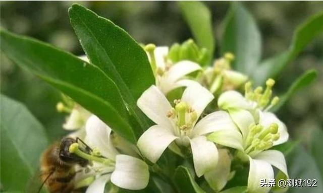 十里香花能在家里养吗(十里香适合屋里养吗)