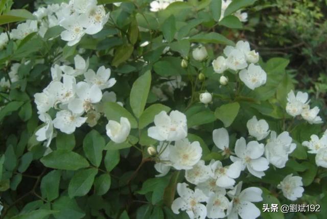 十里香花能在家里养吗(十里香适合屋里养吗)