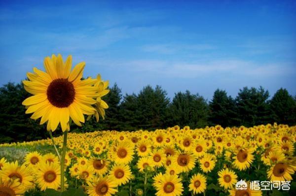 葵花的花语是什么含义（葵花象征着什么意思）