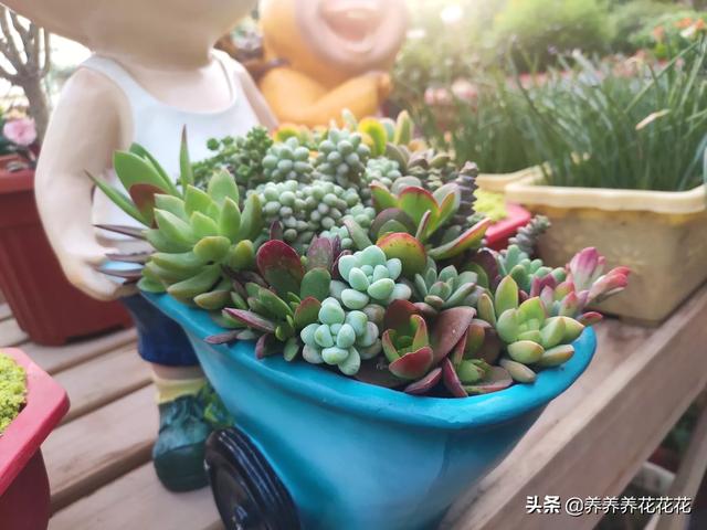 多肉花卉的养殖方法(多肉花的养护方法)