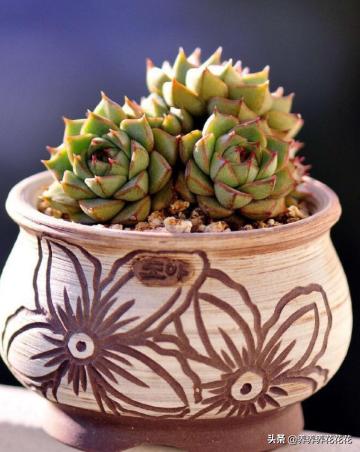 多肉花卉的养殖方法(多肉花的养护方法)
