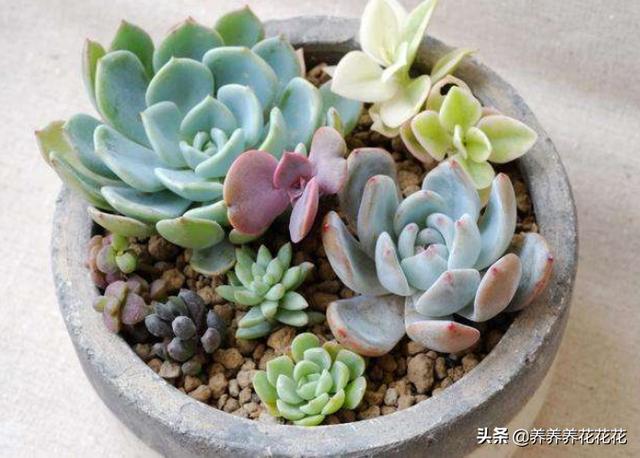 多肉花卉的养殖方法(多肉花的养护方法)