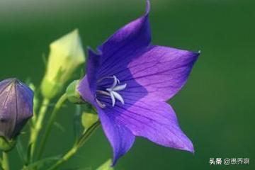 桔梗花种植方法和时间（桔梗花种植方法和时间图片）