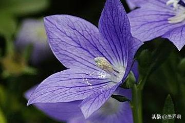 桔梗花种植方法和时间（桔梗花种植方法和时间图片）