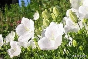 桔梗花种植方法和时间（桔梗花种植方法和时间图片）