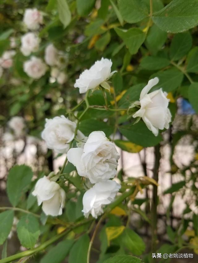 野蔷薇的特点（野蔷薇的特点介绍）