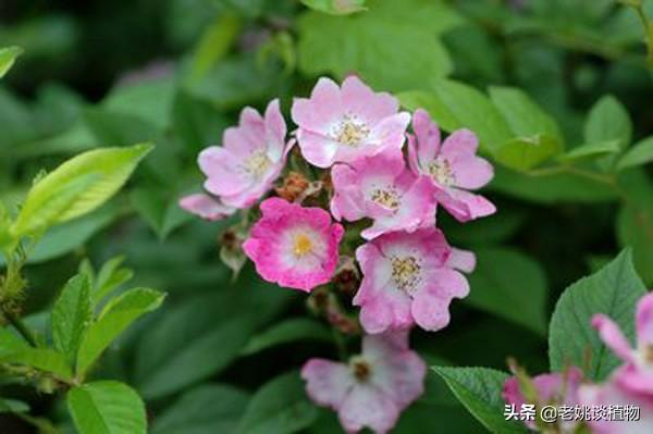 野蔷薇的特点（野蔷薇的特点介绍）