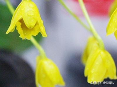 铁皮石斛花怎么吃（铁皮石斛花怎么吃最有效）