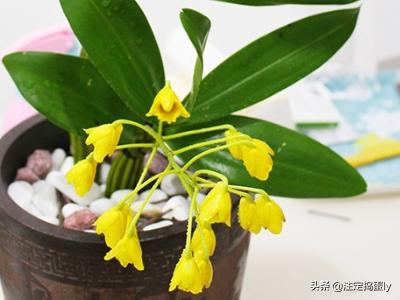 铁皮石斛花怎么吃（铁皮石斛花怎么吃最有效）