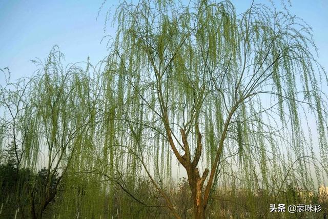 柳树通过什么传播种子（柳树传播种子的方法仿写）