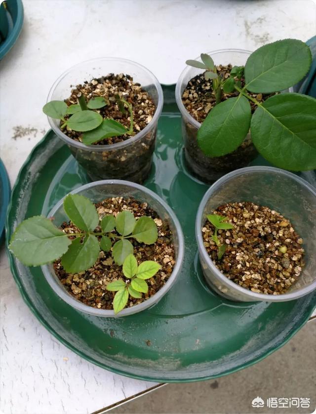 月季花怎么扦插活（月季花扦插活后什么时候移植最好）