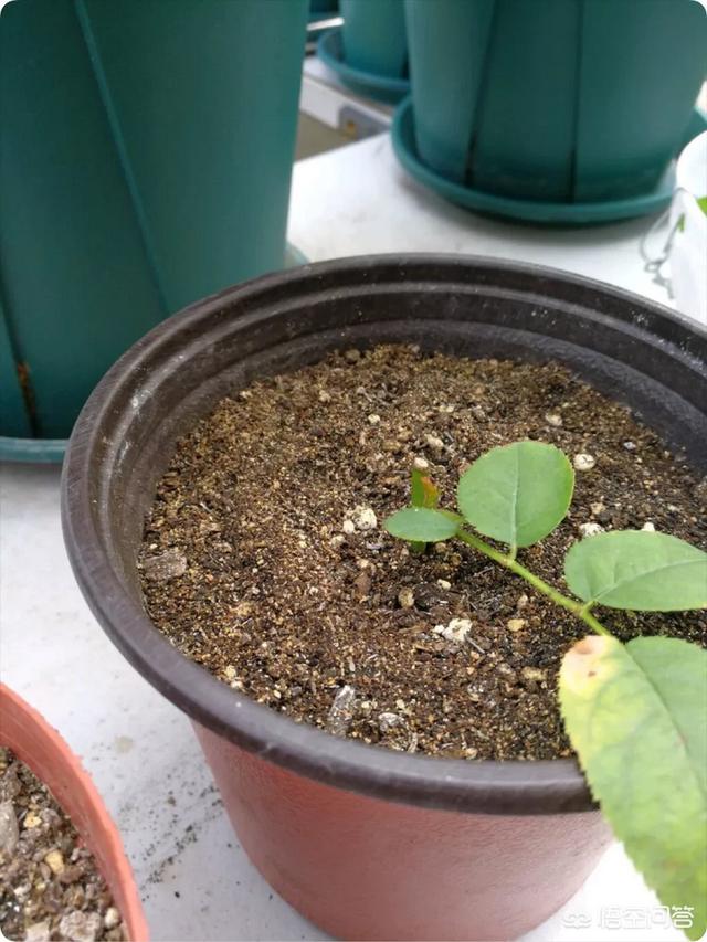 月季花怎么扦插活（月季花扦插活后什么时候移植最好）