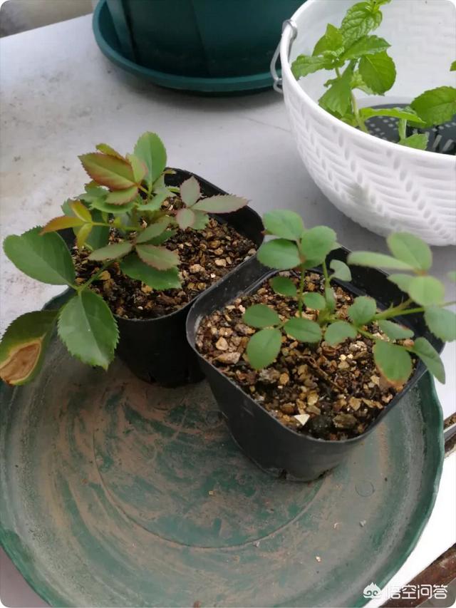 月季花怎么扦插活（月季花扦插活后什么时候移植最好）