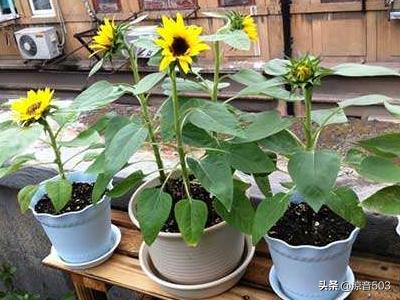 盆栽太阳花图片（太阳花盆栽怎么养护）