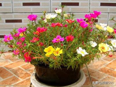 盆栽太阳花图片（太阳花盆栽怎么养护）