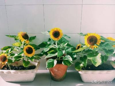 盆栽太阳花图片（太阳花盆栽怎么养护）