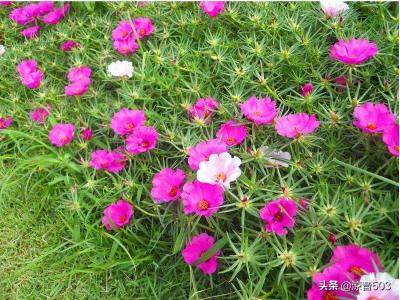 盆栽太阳花图片（太阳花盆栽怎么养护）