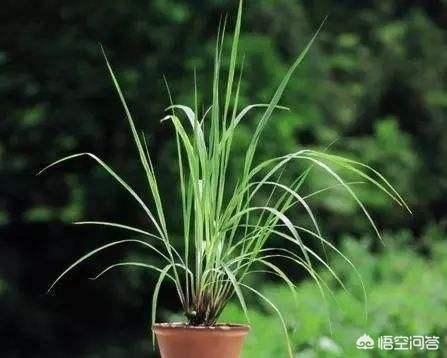 最全的花语草语