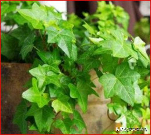 净化空气的植物排行榜（净化空气比较好的植物）