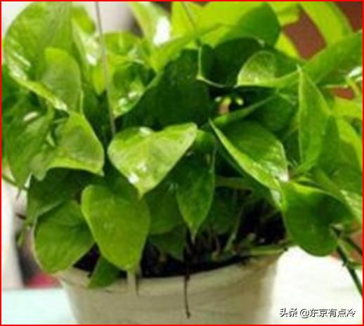 净化空气的植物排行榜（净化空气比较好的植物）