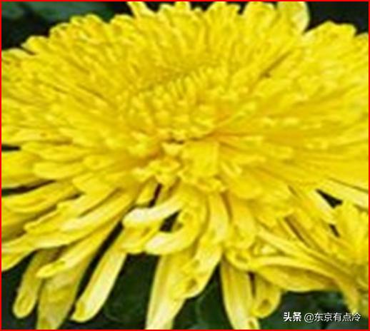 净化空气的植物排行榜（净化空气比较好的植物）