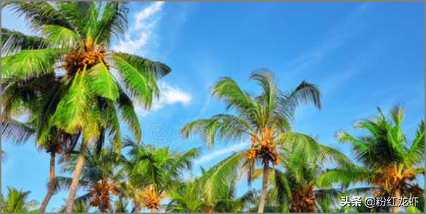 椰子的种子传播方法（椰子的种子传播方法图片）