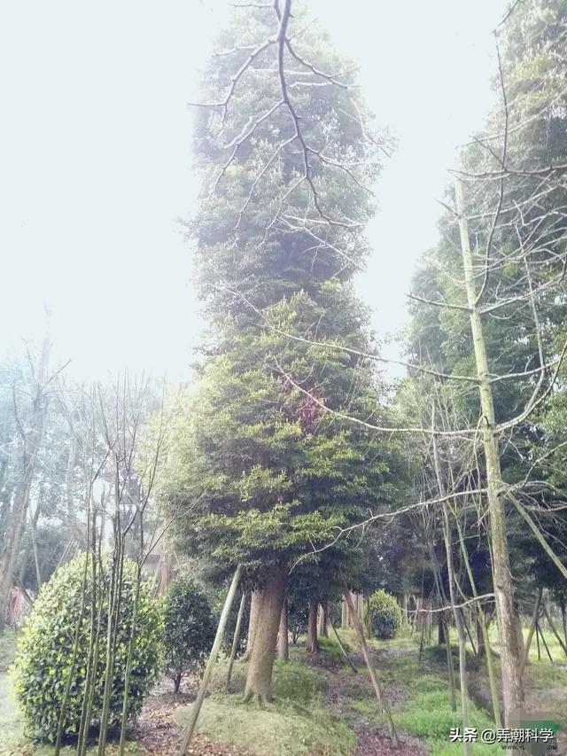 楠木树简介（楠木树是什么样子）