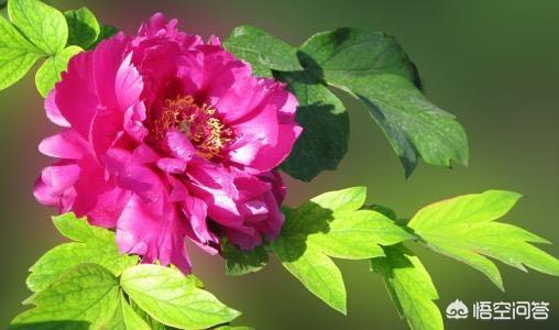 牡丹花的叶子（牡丹花的叶子像什么）