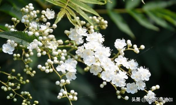 家里为什么不能养珍珠梅（家养珍珠梅吉利吗）