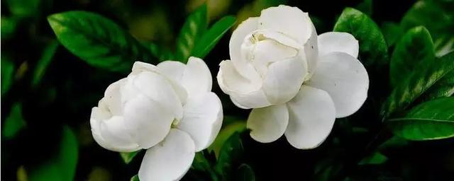 网上鲜花花店鲜花花店（网上鲜花店 网络花店）