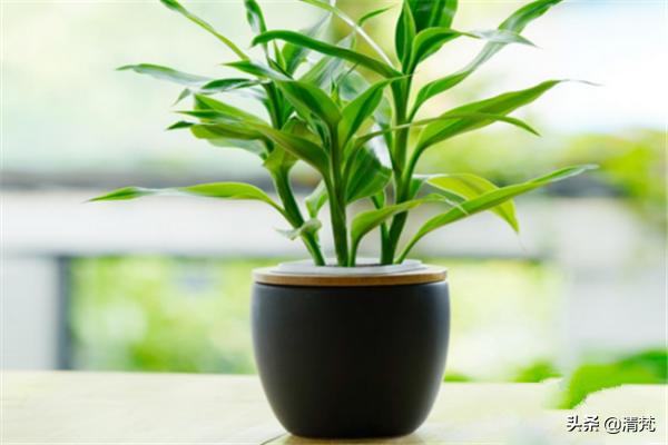富贵竹的水培养殖方法和注意事项