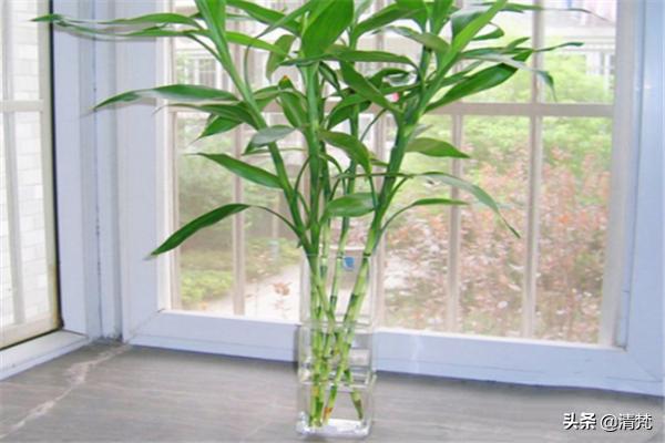 富贵竹的水培养殖方法和注意事项