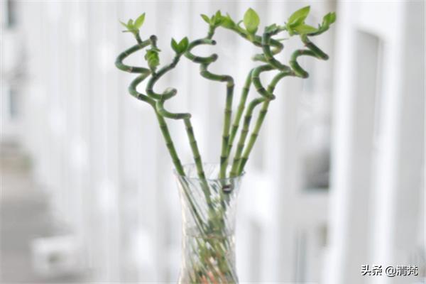 富贵竹的水培养殖方法和注意事项