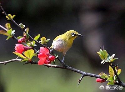 春花有哪些（春花有哪些内容）