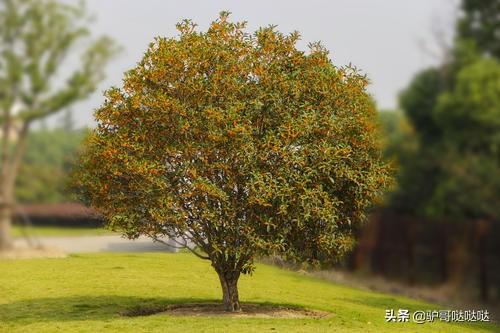 四季桂花树叶尖干枯怎么处理