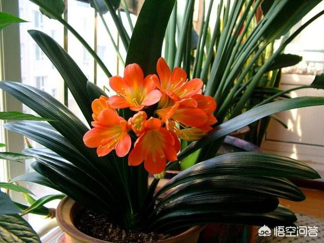 怎样让君子兰长得茂盛（怎样让君子兰长得茂盛一点）