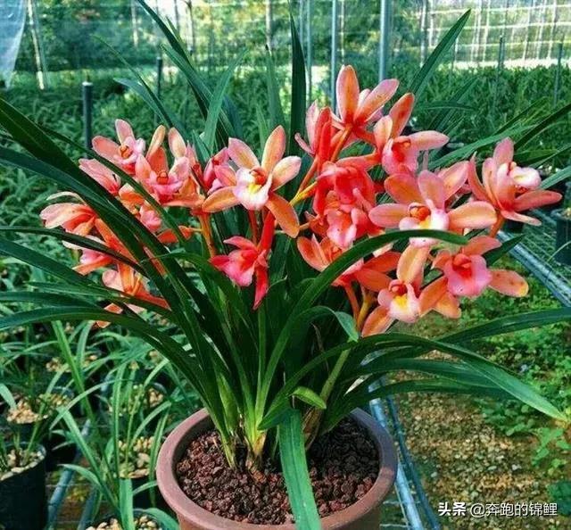 日本姬紫薇好养吗（姬紫薇盆景北方好养吗）