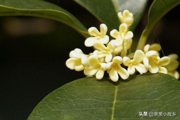 桂花树最忌三种肥料（桂花树深埋还是浅埋好）