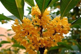 桂花树最忌三种肥料（桂花树深埋还是浅埋好）