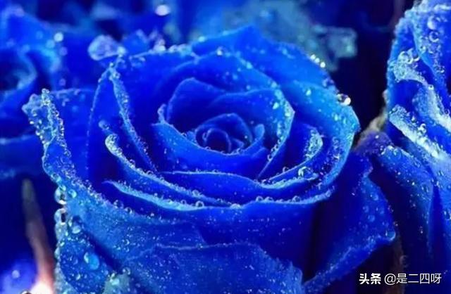 蓝玫瑰代表啥（蓝玫瑰代表的意义）