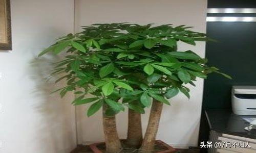 富贵树图片 养殖方法(富贵树的养殖方法和注意事项)