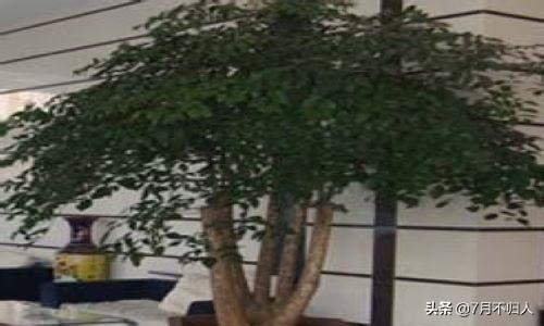 富贵树图片 养殖方法(富贵树的养殖方法和注意事项)